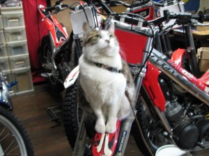 しんぱいしにゃ～で